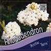 Dwerg rododendron (Rhododendron "Arctic Tern") heester