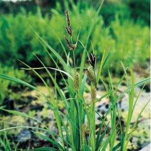 Oeverzegge (Carex riparia) moerasplant (6-stuks)