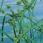 Parapluplant (Cyperus alternifolius) moerasplant (6-stuks)