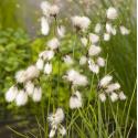 Veenpluis (Eriophorum angustifolium) moerasplant (6-stuks)