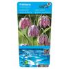 Kievitsbloem (Fritillaria meleagris) moerasplant (6-stuks)