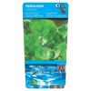 Gewone waternavel (Hydrocotyle vulgaris) zuurstofplant (6-stuks)