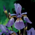 Siberische iris (Iris Sibirica) moerasplant (6-stuks)