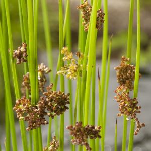 Pitrus (Juncus effusus) moerasplant (6-stuks)