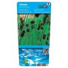 Zwaardrus (Juncus ensifolius) moerasplant (6-stuks)