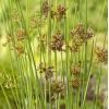 Zeegroene Rus (Juncus inflexus) moerasplant (6-stuks)