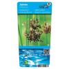 Zeegroene Rus (Juncus inflexus) moerasplant (6-stuks)