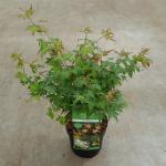 Japanse esdoorn (Acer palmatum "Little Princess") heester