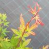 Japanse esdoorn (Acer palmatum "Sangokaku") heester