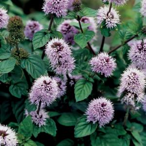 Watermunt (Mentha aquatica) moerasplant (6-stuks)