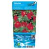 Rode maskerbloem (Mimulus “Bonfire red”) moerasplant (6-stuks)