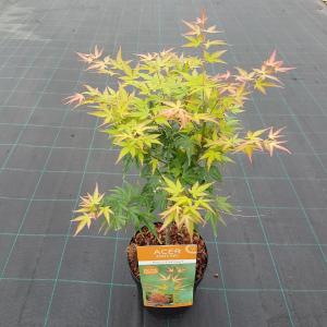 Japanse esdoorn (Acer palmatum "Wilson's Pink Dwarf") heester