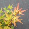 Japanse esdoorn (Acer palmatum "Wilson's Pink Dwarf") heester