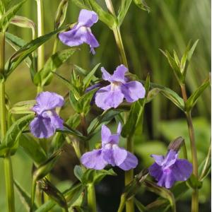 Blauwe maskerbloem (Mimulus ringens) moerasplant (6-stuks)