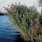 Riet (Phragmites Australis) moerasplant (6-stuks)