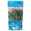 Riet (Phragmites Australis) moerasplant (6-stuks)