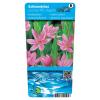 Roze kafferlelie (Schizostylis coccinea “Mrs Hegarty”) moerasplant (6-stuks)