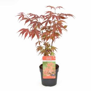 Japanse esdoorn (Acer Palmatum "Atropurpureum")