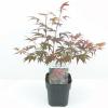 Japanse esdoorn (Acer Palmatum "Atropurpureum")