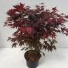 Japanse esdoorn (Acer Palmatum "Atropurpureum")