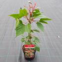 Japanse esdoorn (Acer conspicuum "Red Flamingo") heester