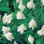 Witte mazus (Mazus reptans alba) moerasplant (6-stuks)