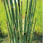 Japanse holpijp (Equisetum Japonica) moerasplant (6-stuks)