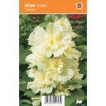 Stokroos (alcea rosea "Lemon") zomerbloeier