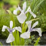 Witte Japanse iris (Iris Laevigata “Snowdrift”) moerasplant (6-stuks)