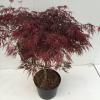 Japanse esdoorn (Acer palmatum "Garnet") heester