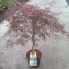 Japanse esdoorn (Acer palmatum "Garnet") heester