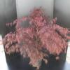 Japanse esdoorn (Acer palmatum "Garnet") heester