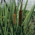 Grote bonte lisdodde (Typha latifolia “variegata”) moerasplant (6-stuks)