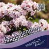 Dwerg rododendron (Rhododendron Impeditum "Album") heester