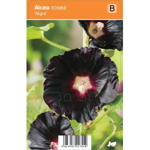 Stokroos (alcea rosea "Nigra") zomerbloeier