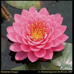 Roze waterlelie (Nymphaea fire opal) waterlelie (6-stuks)