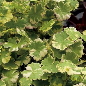 Bonte waternavel (Hydrocotyle sib. “Variegata”) zuurstofplant (10-stuks)