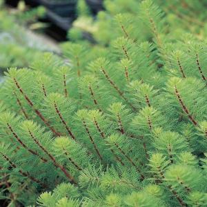 Vederkruid (Myriophyllum ‘red stem’) zuurstofplant (10-stuks)