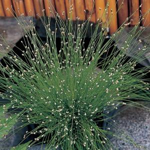 Naaldgras (Scirpus cernuus) zuurstofplant (10-stuks)