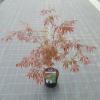 Japanse esdoorn (Acer palmatum "Sumi-Nagashi") heester