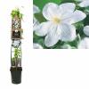 Witte bosrank (Clematis "Madame le Coultre") klimplant 70 cm