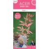 Japanse esdoorn (Acer palmatum "Marlo") heester