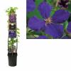 Paarse bosrank (Clematis "Jackmanii") klimplant 70 cm