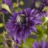 Blauwe bosrank (Clematis "Multi Blue") klimplant 70 cm