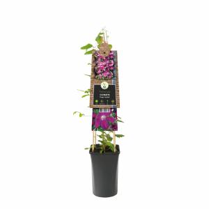 Rode bosrank (Clematis "Rouge Cardinal") klimplant 70 cm