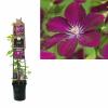 Rode bosrank (Clematis "Rouge Cardinal") klimplant 70 cm