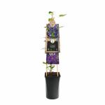 Paarse bosrank (Clematis "The President") klimplant 70 cm