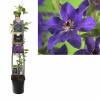 Paarse bosrank (Clematis "The President") klimplant 70 cm