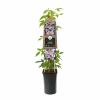 Roze bosrank (Clematis montana "Rubens") klimplant 70 cm