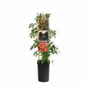 Oranje Trompetbloem (Campsis tagliabuana "Madame Galen") klimplant 70 cm